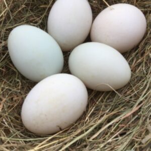 Indian Runner Duck Eggs