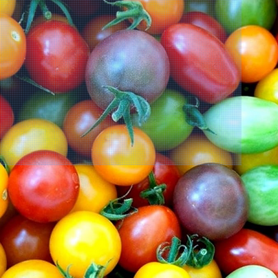Tomato & Tomatillo